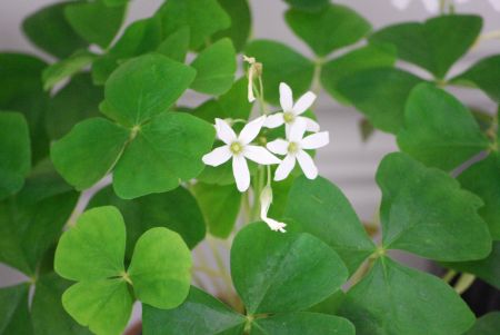 Chocolate Dot Shamrocks *Food Recipe* |